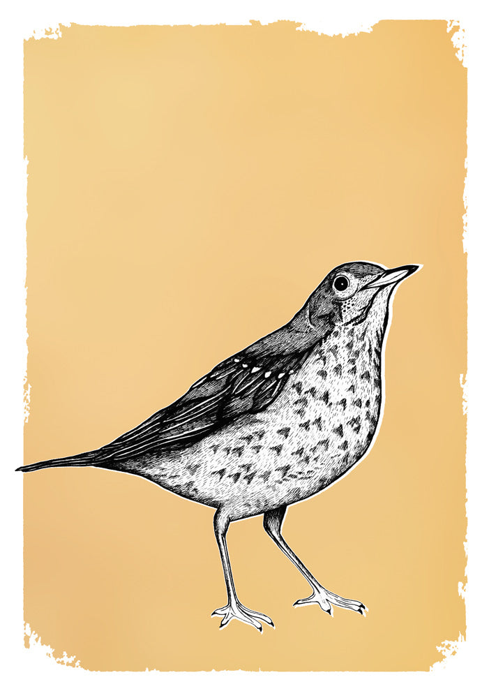 MISTLE THRUSH