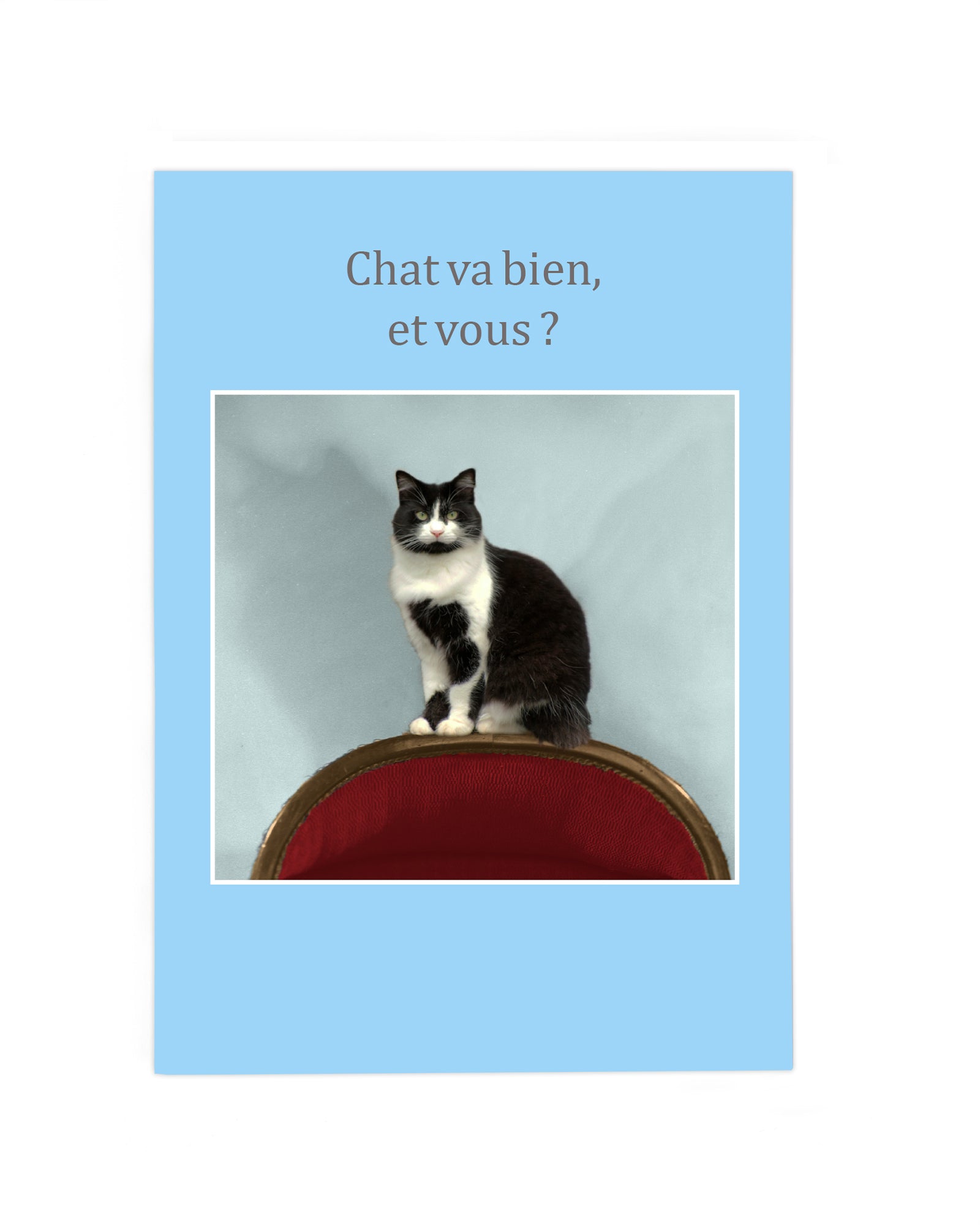 CHAT VA BIEN, ET VOUS?