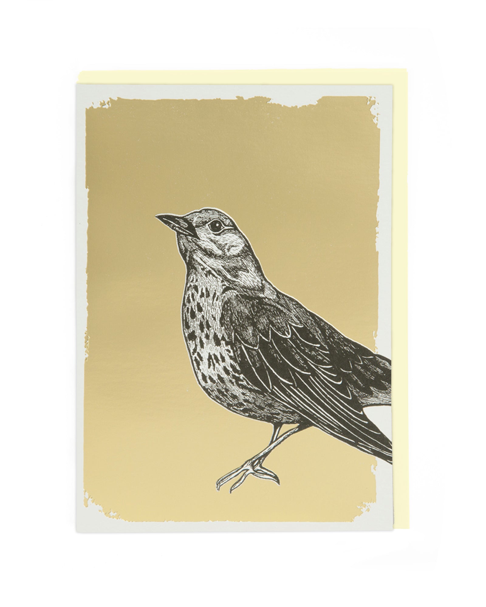 SONG THRUSH