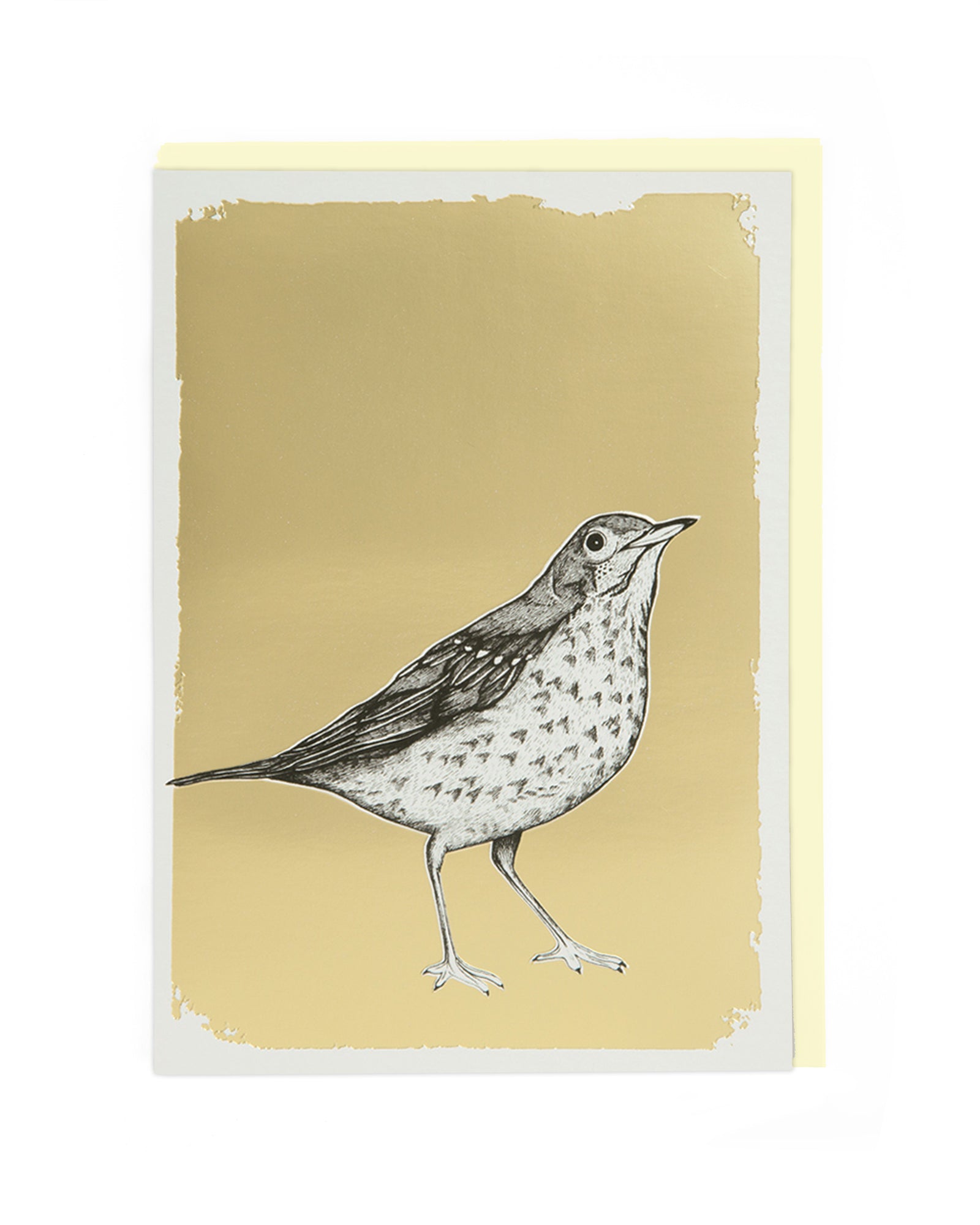 MISTLE THRUSH